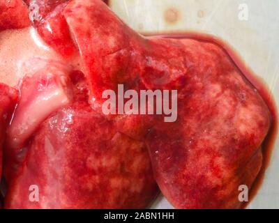 Die Lungen eines Hundes mit Lungenödem und Staus, bei der nekropsie Stockfoto
