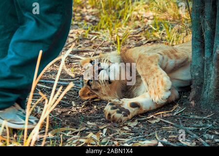 Nahaufnahme eines 8 Monate alten junior Löwe (Panthera leo) lag auf dem Boden neben den Füßen einer Ranger und die Interaktion mit ihm, Centurion, Südafrika Stockfoto