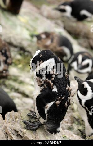 Afrikanische Pinguin (Spheniscus demersus), auch genannt, Jackass Pinguin Kolonie am Stony Point bei Betty's Bay, Overberg, Südafrika. Stockfoto