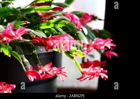 Weihnachtskaktus in voller Blüte Stockfoto