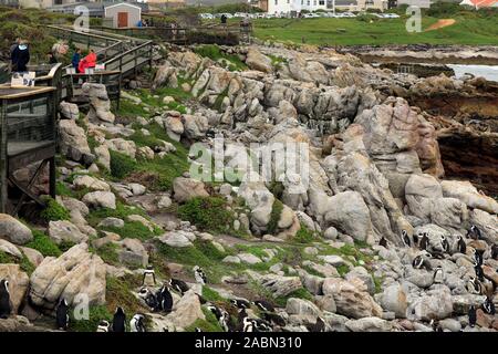 Afrikanische Pinguin (Spheniscus demersus), auch genannt, Jackass Pinguin Kolonie am Stony Point bei Betty's Bay, Overberg, Südafrika. Stockfoto