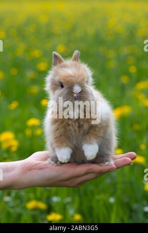 Zwergkaninchen auf einer menschlichen Hand Stockfoto