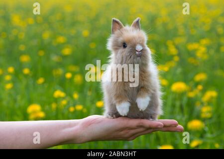 Zwergkaninchen auf einer menschlichen Hand Stockfoto