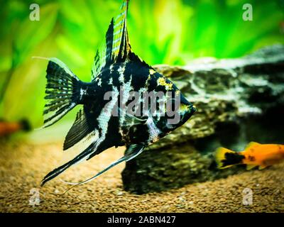 Schwarze und weiße Engel Fische in einem Aquarium Stockfoto