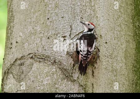 Mitte Buntspecht (Leiopicus medius) vor einem Baum Loch gehockt, Spechte nesting Loch, Wildlife, Europa. Stockfoto