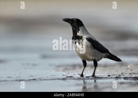 Hoodiecrow/Nebelkraehe (Corvus cornix), sitzend auf dem Strand in der Nähe der Grenzlinie, die gerade um, Wildlife, Europa. Stockfoto