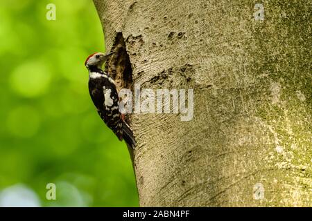 Mitte Buntspecht (Leiopicus medius) an der Verschachtelung Bohrung eines Schwarzspecht, Wildlife, Europa thront. Stockfoto