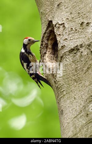 Mitte Buntspecht (Leiopicus medius) vor einem übergroßen nesting Bohrung/Baum Bohrung eines Schwarzspecht thront, sieht lustig, Tierwelt, Stockfoto