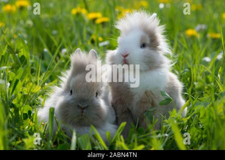 Zwei Zwergkaninchen in einem Frühling Blumen wiese Stockfoto