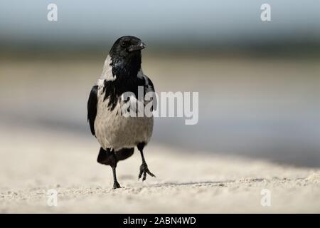 Hoodiecrow (Corvus cornix) zu Fuß am Strand entlang, frontal geschossen, Schaut lustig, Wildlife, Europa. Stockfoto