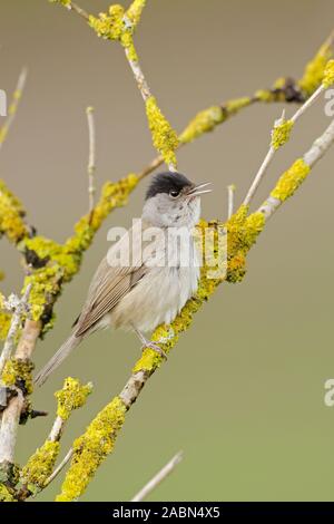 Mönchsgrasmücke (Sylvia atricapilla) in einem älteren Bush thront, auf ältere Zweige, Singen, Wildlife, Europa. Stockfoto