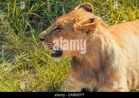 Nahaufnahme Porträt einer 8 Monate alten männlichen Löwen (Panthera leo) mit wachsender Mähne liegend im Gras in der Nähe von Cullinan, Südafrika Stockfoto