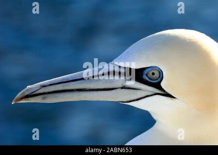 Porträt von Nord-Gannet, Morus bassanus Stockfoto