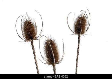 Getrocknete gemeinsame Karde, Wilde Karde oder Karde Dipsacus fullonum, Köpfe, oder Thistle Köpfe Silhouette gegen Schnee oder weißer Hintergrund Stockfoto