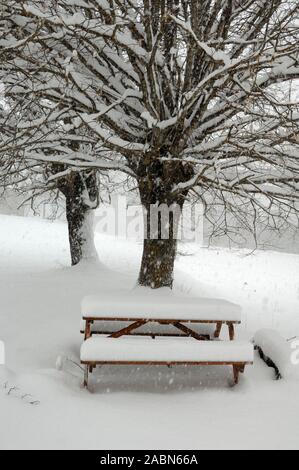 Verschneite Linde, Linde oder Tilia & Picknickbank oder Picknicktisch im Schnee Blieux Alpes-de-Haute-Provence Provence Frankreich Stockfoto