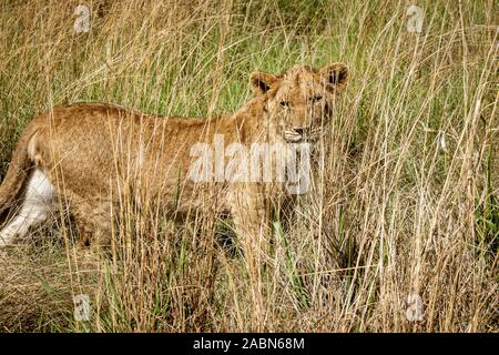 Porträt eines 8 Monate alten männlichen Löwen (Panthera leo) mit wachsender Mähne steht im hohen Gras in der Nähe von Cullinan, Südafrika Stockfoto