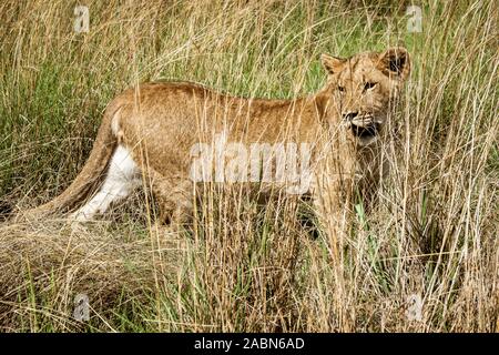 Porträt eines 8 Monate alten männlichen Löwen (Panthera leo) mit wachsender Mähne steht im hohen Gras in der Nähe von Cullinan, Südafrika Stockfoto