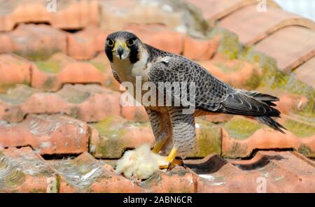 Porträt des Falken der Peregrine (Falco peregrinus), der mit Küken oder Futter auf dem Terrakotta-Dach der Provence Frankreich thront Stockfoto