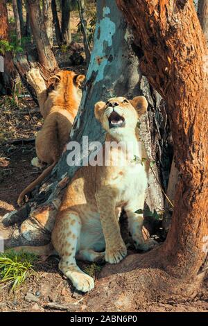 8 Monate alten Löwin (Panthera leo) unter einem Baum zu sitzen, während ein anderer Löwe versucht, einen Baum im Hintergrund zu klettern - Centurion, Südafrika Stockfoto