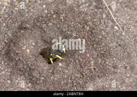 Reich verzierte-tailed Digger Wasp Nest verlassen, beenden, Loch im Boden, Cerceris rybyensis, Sussex, UK, Juli Stockfoto