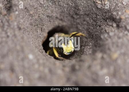 Reich verzierte-tailed Digger Wasp Nest verlassen, beenden, Loch im Boden, Cerceris rybyensis, Sussex, UK, Juli Stockfoto