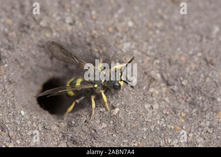 Reich verzierte-tailed Digger Wasp Nest verlassen, beenden, Loch im Boden, Cerceris rybyensis, Sussex, UK, Juli Stockfoto