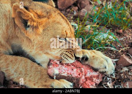 Nahaufnahme eines 8 Monate alten männlichen junior Löwe (Panthera leo) mit wenig Mähne in ein Stück Fleisch beißen - Colin's Reiterinnen und Afrika, Südafrika Stockfoto