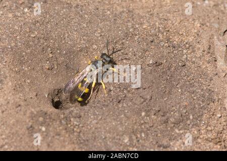 Reich verzierte-tailed Digger Wasp Nest verlassen, beenden, Loch im Boden, Cerceris rybyensis, Sussex, UK, Juli Stockfoto