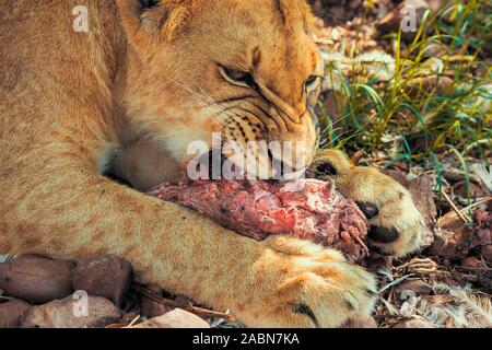 Nahaufnahme eines 8 Monate alten männlichen junior Löwe (Panthera leo) mit wenig Mähne in ein Stück Fleisch beißen - Colin's Reiterinnen und Afrika, Südafrika Stockfoto