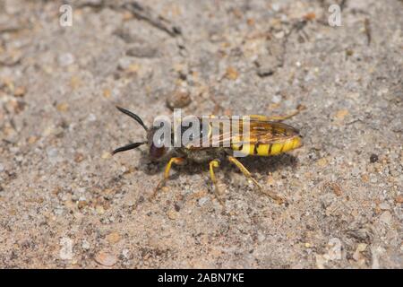 Digger Wasp, Philanthus Triangulum, Europäischen beewolf, Bee-killer Wasp, Sussex, UK, Juli Stockfoto