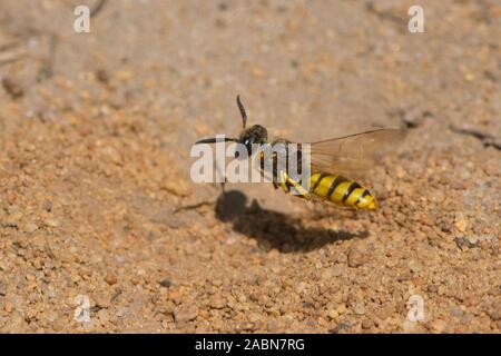 Digger wasp Fliegen, Philanthus Triangulum, Europäischen beewolf, Bee-killer Wasp, Sussex, UK, Juli Stockfoto