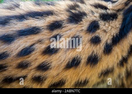 Gefleckte flauschige Fell eines 2 Monate alten serval Kätzchen (Leptailurus serval) Stockfoto