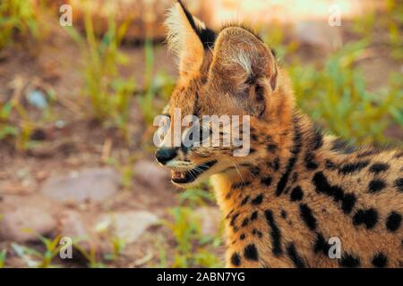 Nahaufnahme Porträt einer 2 Monate alten serval Kätzchen (Leptailurus serval) in der Nähe von Cullinan, Südafrika Stockfoto