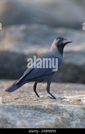 Haus-Krähe (Corvus Splendens) Stockfoto