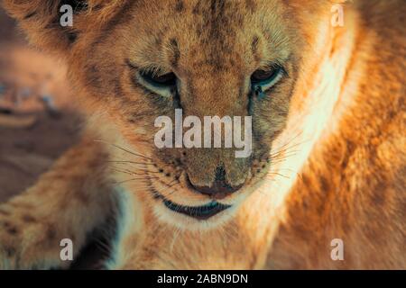 Nahaufnahme Porträt einer 4 Monate alten lion Cub (Panthera leo) in der Wüste in der Nähe von Cullinan, Südafrika Stockfoto