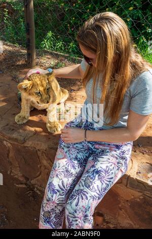 Weibliche Touristen berühren, streicheln, Streicheln und Kuscheln ein 4 Monate alten lion Cub (Panthera leo) in einer Zuchtstation in der Nähe von Cullinan, Südafrika Stockfoto