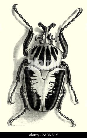 Goliathus Goliathus giganteus, aka Regius, der königliche Goliath Käfer, ist eine Gattung der Käfer aus der Familie Scarabaeidae und vor allem auf Baum feed sap und Obst im Westlichen Äquatorialafrika. Es ist eine der größten, und die Männchen haben eine Körperlänge von 50 - 115 mm (2 - 4,5). Trotz seiner großen Körper, diese Käfer fliegen. Sie haben eine große und Häutig sekundäre Paar Flügel komplett unter den Flügeldecken, wenn sie nicht in Verwendung aufbewahrt gefaltet. Stockfoto