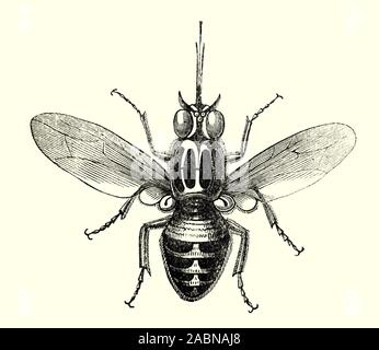 Tsetsefliegen groß sind, Stechfliegen, bewohnen viel im tropischen Afrika. Tsetsefliegen gehören alle Arten in der Gattung Glossina, die in ihrer eigenen Familie platziert sind, Glossinidae. Sie sind obligate Parasiten, die durch die Fütterung auf dem Blut von Wirbeltieren, die Tiere leben. Stockfoto