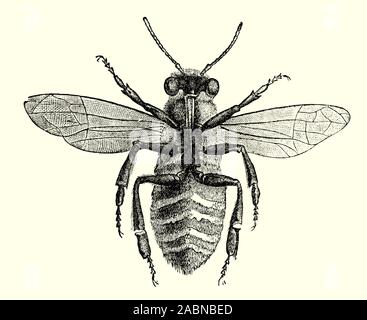 Ein gemeinsamer Garten- oder Biene gesehen von unten zeigt die acht Wachs-produzierenden Drüsen an den Innenseiten der sternites (der ventralen Schild oder Platte jedes Segment des Körpers). Wachs ist von Abdominal- Segmente in Form von dünnen Schuppen produziert. Honig Bienen benutzen das Bienenwachs honey comb Zellen, in denen die junge aufgeworfen werden, und Honig und Pollen zu bauen, sind gespeichert. Stockfoto