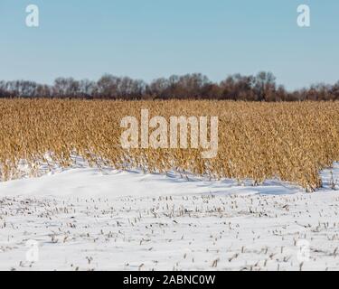 Soja Bauernhof Feld mit Schneeverwehungen, die Bohne stammt und Hülsen nach dem frühen Winter Schneesturm verzögerte Ernte im Mittleren Westen Stockfoto