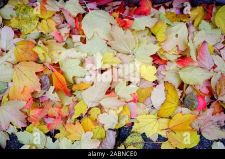 Buntes Herbstlaub auf dem Boden Stockfoto