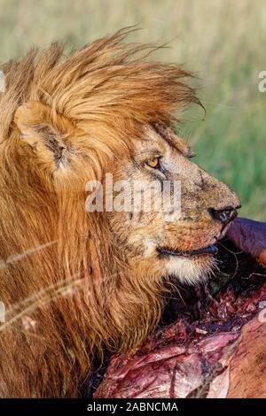 Männliche Löwe zu einem Schlachtkörper in der afrikanischen Savanne Stockfoto