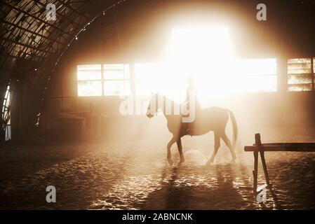 Majestätische Bild von Pferd Pferd mit Reiter auf Silhouette Sonnenuntergang Hintergrund. Das Mädchen Jockey auf dem Rücken der Hengst reitet in einem Hangar auf einem Bauernhof und Stockfoto