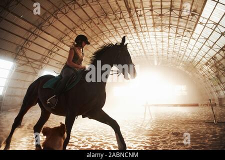 Majestätische Bild von Pferd Pferd mit Reiter auf Silhouette Sonnenuntergang Hintergrund. Das Mädchen Jockey auf dem Rücken der Hengst reitet in einem Hangar auf einem Bauernhof und Stockfoto