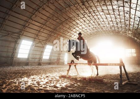 Majestätische Bild von Pferd Pferd mit Reiter auf Silhouette Sonnenuntergang Hintergrund. Das Mädchen Jockey auf dem Rücken der Hengst reitet in einem Hangar auf einem Bauernhof und Stockfoto