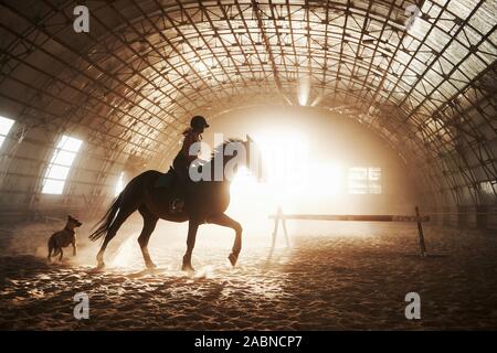 Majestätische Bild von Pferd Pferd mit Reiter auf Silhouette Sonnenuntergang Hintergrund. Das Mädchen Jockey auf dem Rücken der Hengst reitet in einem Hangar auf einem Bauernhof und Stockfoto