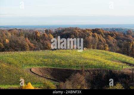 Boca Weinberge im Herbst, ländliche Region Piemont, Provinz Novara, Novembre 2019 Stockfoto