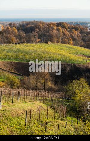 Boca Weinberge im Herbst, ländliche Region Piemont, Provinz Novara, Novembre 2019 Stockfoto