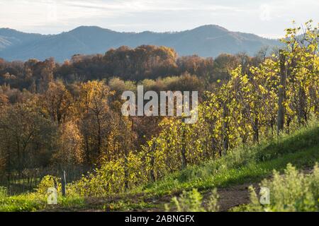 Boca Weinberge im Herbst, ländliche Region Piemont, Provinz Novara, Novembre 2019 Stockfoto