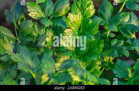 Die jungen frischen Blätter Sellerie close-up. Das Konzept des ökologischen Landbaus. Close Up. Stockfoto